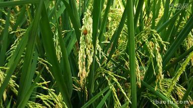 实拍水稻农业种植